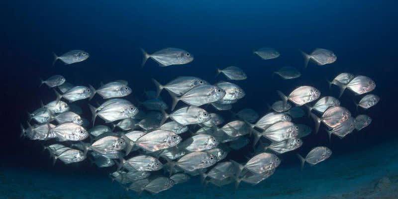 МОРСКИ ЗАГУБИ