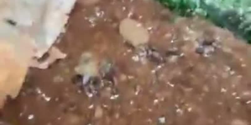 Силни гръмотевични бури с градушка удариха Северен Виетнам