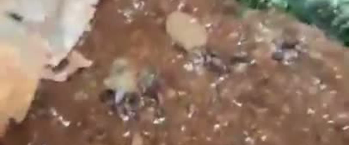 Силни гръмотевични бури с градушка удариха Северен Виетнам